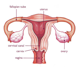 what is  uterus